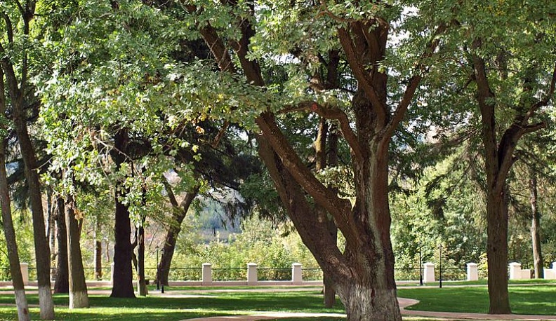 Дуб из парка культуры и отдыха в Калуге претендует на звание российского дерева года