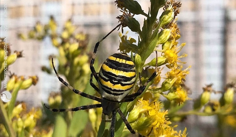 В Калуге снова заметили ядовитых пауков
