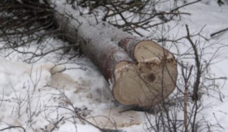 Житель Ферзиковского района незаконно вырубил 13 елок