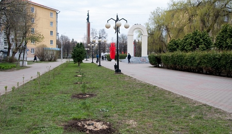 В Калуге в сквере Защитников Отечества высадили кедры
