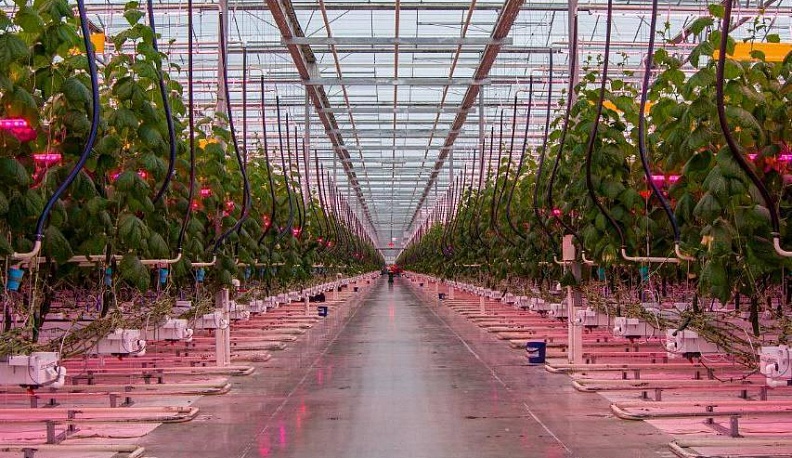 Калужская область заняла пятое место в России по производству тепличных овощей