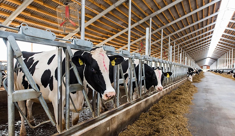 Мосальского молока стало на 40 процентов больше