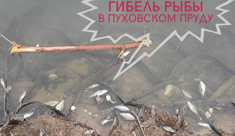 В Пуховском пруду в центре Калуги стала гибнуть рыба