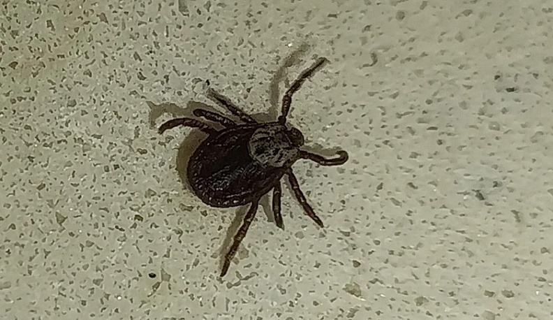 В Калужской области зарегистрировано четыре случая заражения болезнью Лайма из-за укусов клещей 