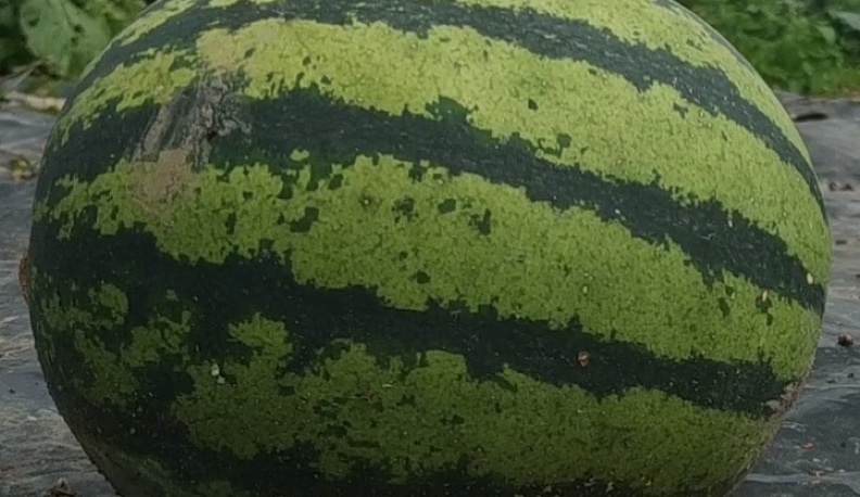 Садовод из Малоярославецкого района собрал урожай арбузов в открытом грунте