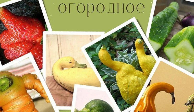 В Калуге пройдёт конкурс «Чудо огородное»