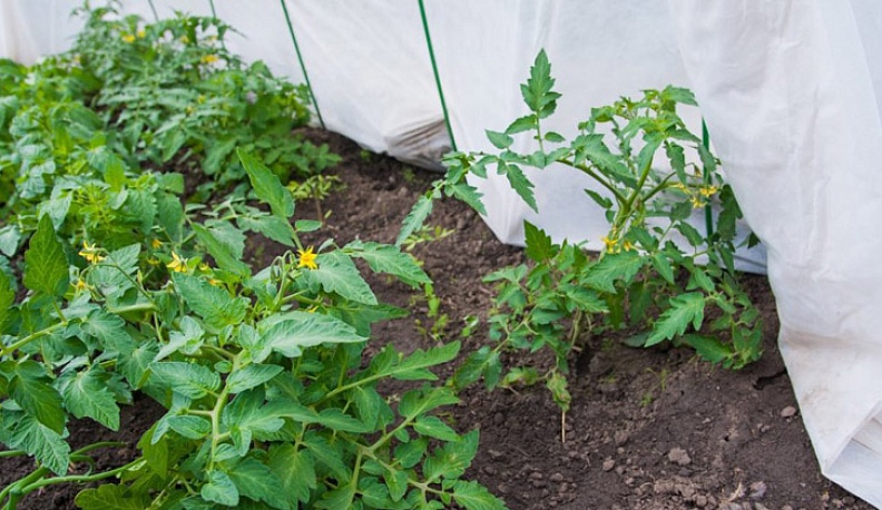 Как своими руками сделать теплицу на даче?