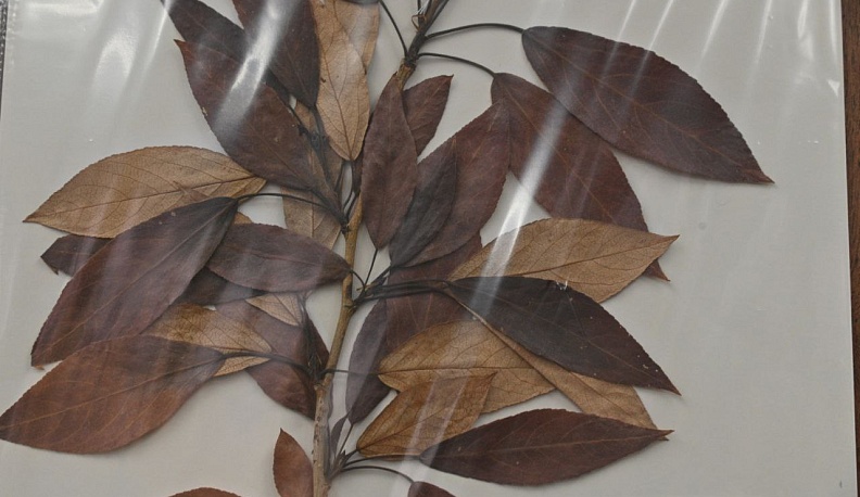 75-летний юбилей отметил гербарий Калужского госуниверситета