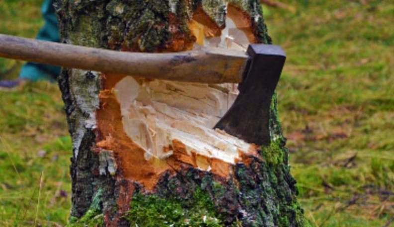 Калужанину грозит два года тюрьмы за три срубленные березы 