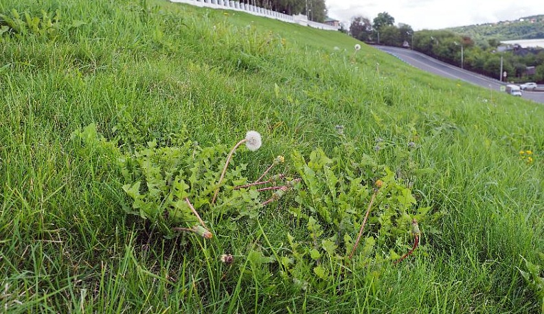 В поисках тумана