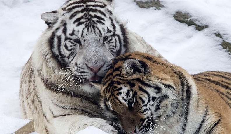 Охота на   тигра