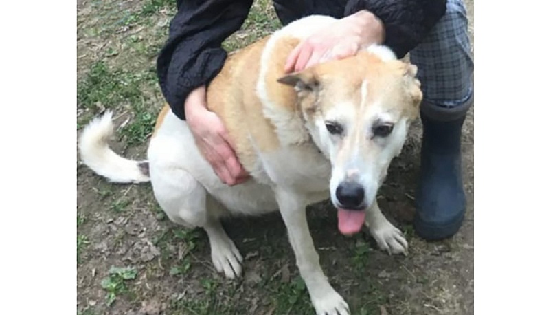 Бизнес на питомцах?