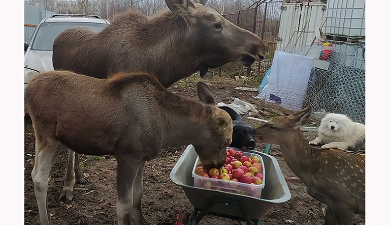Лосята Иха, Арха и олененок Олли очень рады угощению.