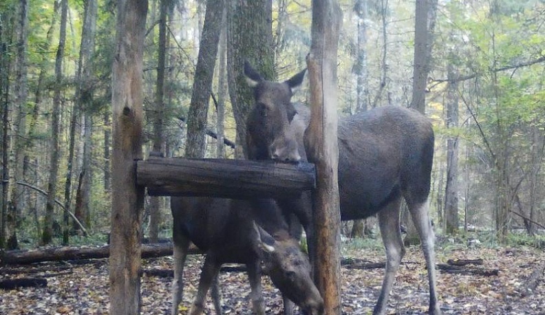 В калужском заповеднике лоси с лосятами попали в фотоловушку
