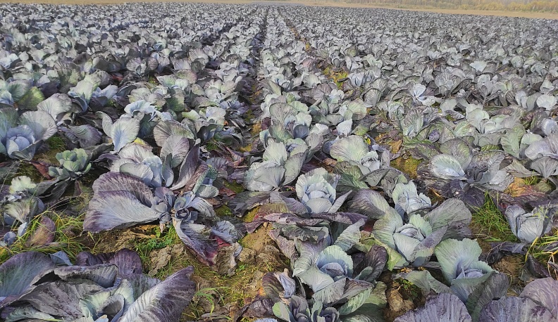 Вкусные кочаны капустные!