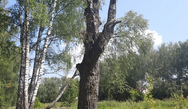 В Комсомольской роще и овраге Можайки вырубят 300 деревьев