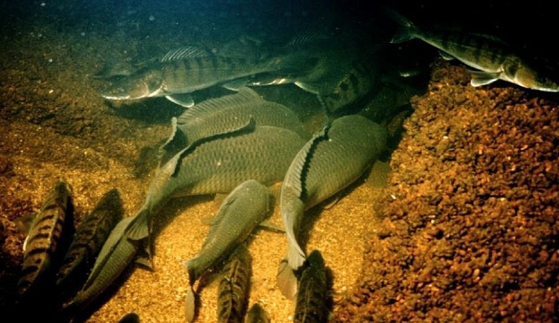 С 1 октября запрещено ловить рыбу на зимовальных ямах в Калужской области