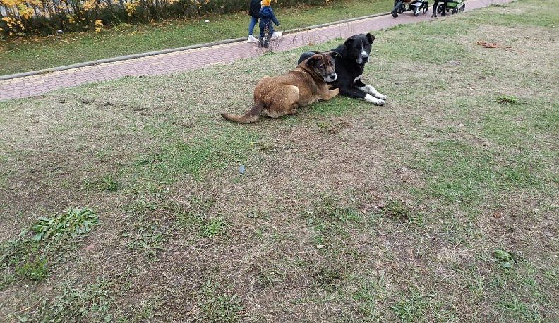 В Дзержинском округе из-за агрессивной собаки возбудили уголовное дело 