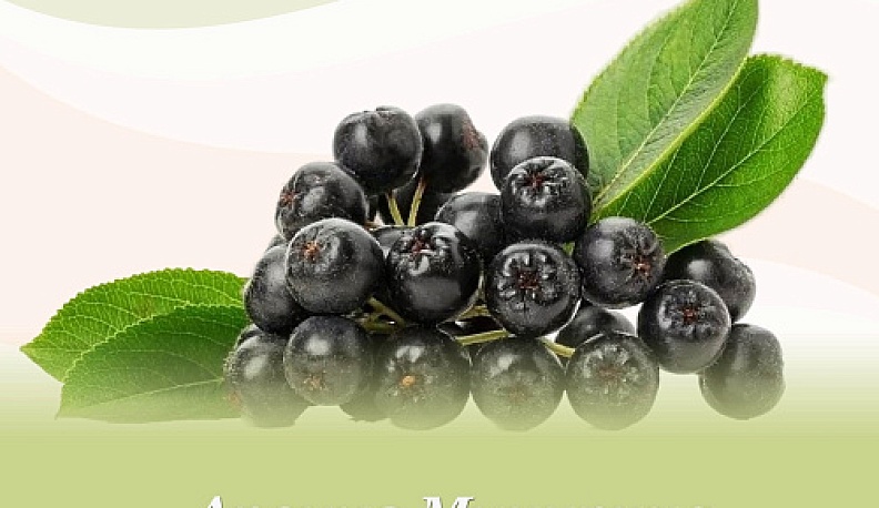 Черноплодная рябина попала в список нежелательных растений Калужской области  