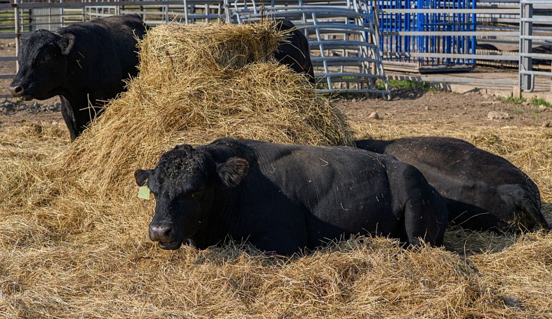 Владислав Шапша рассказал о посещении необычной семейной фермы в Медынском районе