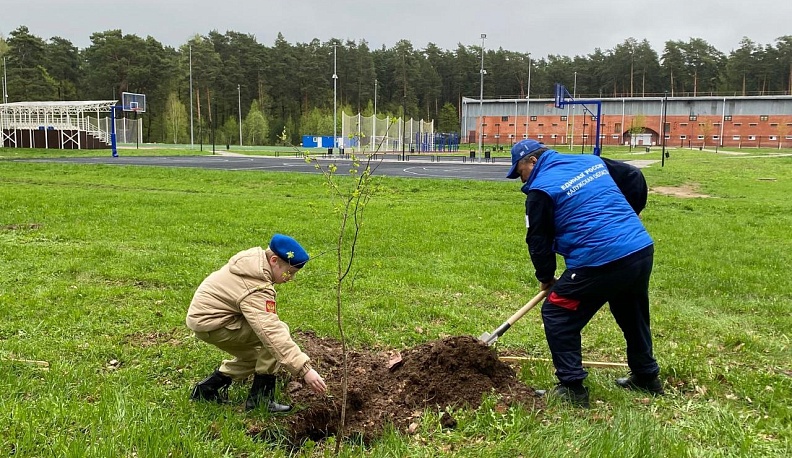 В Жукове высадили кленовую аллею 