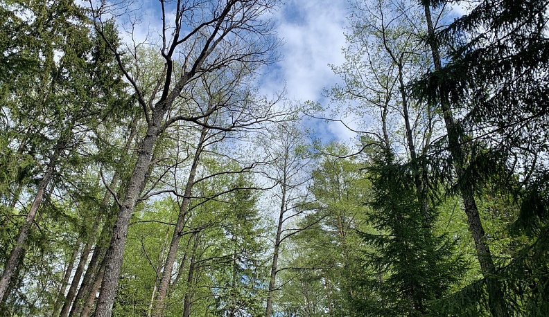 Несколько калужан получили штраф за разведение костра в неположенном месте