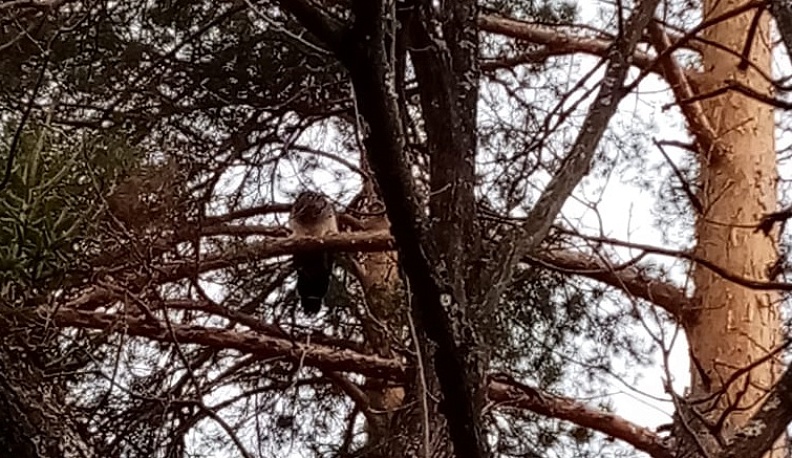 В Калуге спасатели ловят павлина