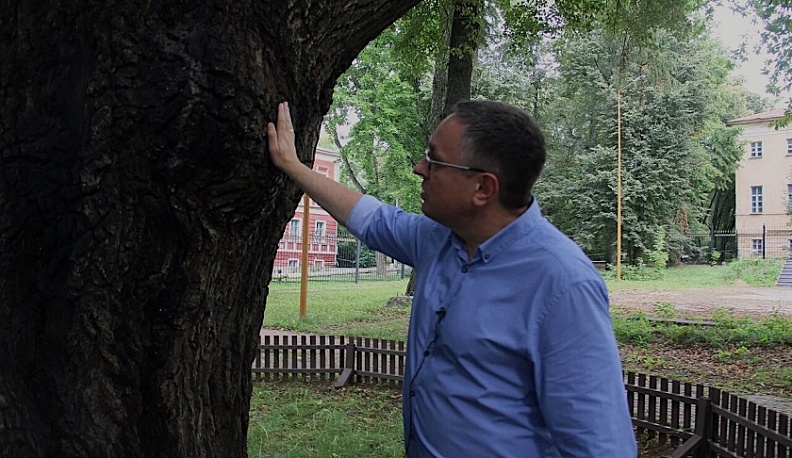 В Калуге из старейшего дуба сочится жидкость с запахом брожения 