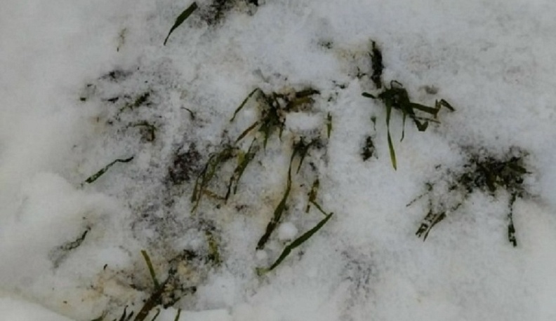 Калужские аграрии проверили состояние озимой пшеницы после морозов