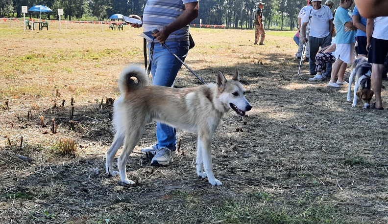 В Сухиничах собрались собаководы со всей Калужской области 