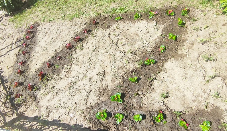 У Дома творчества в Людинове посадили цветы в форме букв Z и V