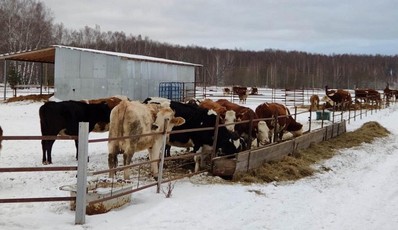 В Калужской области развивается специализированное мясное скотоводство