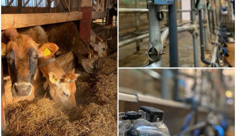 Калужские айтишники создали комплекс интеллектуального управления стадом