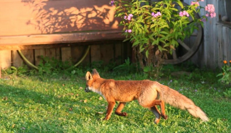 Рыжее пламя