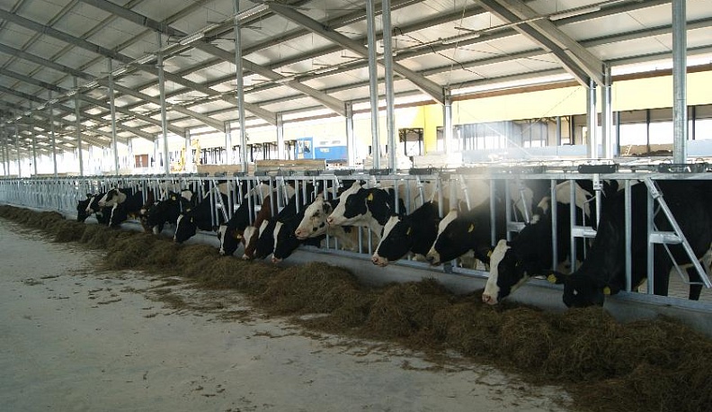 «Русский сыр» обживает фермы