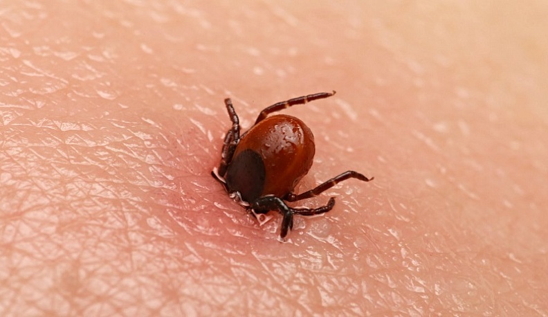 В Калуге за неделю клещи покусали 98 человек