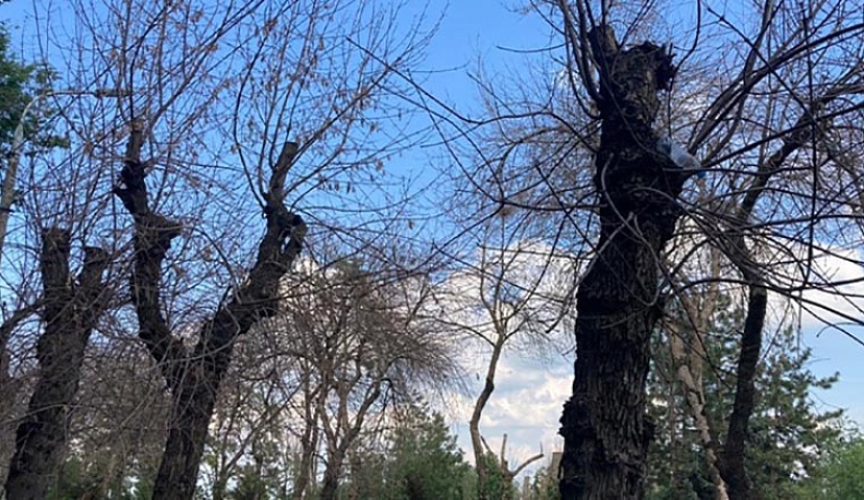 В Калуге с начала года спилили более 100 из 6 тысяч зараженных ясеней