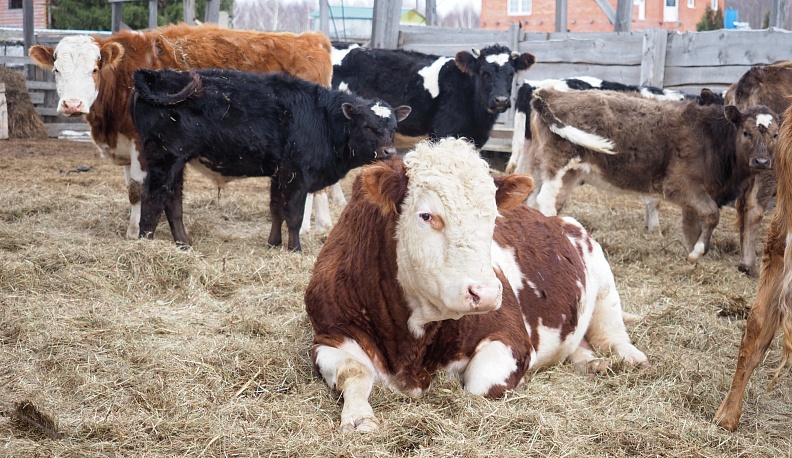 Своими руками