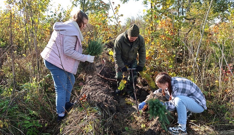 В Жиздринском районе посадили 1500 елей