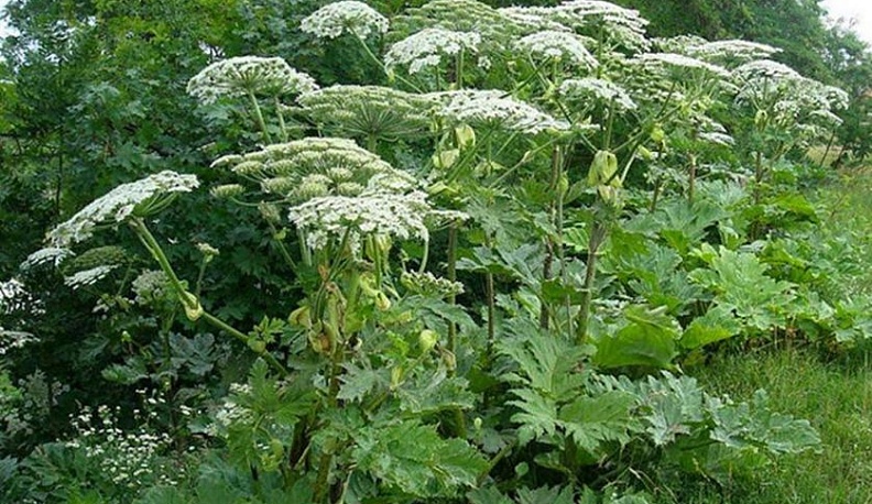 Уничтожить борщевик в одном из районов Обнинска помогло обращение через социальную сеть