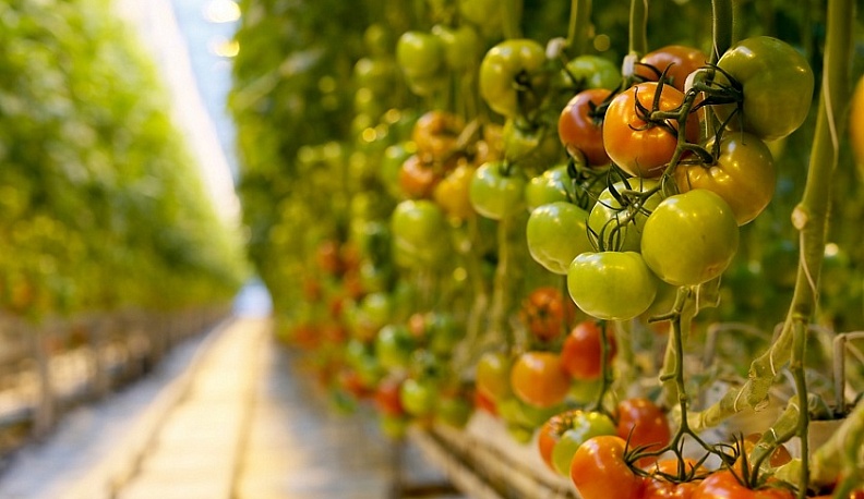 Калужская область вошла в ТОП-10 регионов-лидеров по выращиванию тепличных овощей