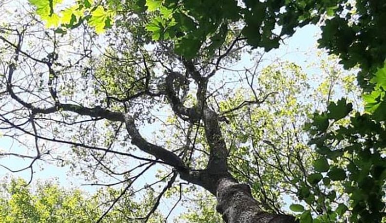 В Ферзиковском лесничестве посчитали аварийные деревья