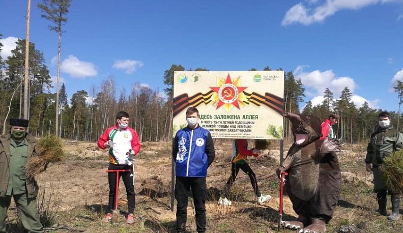 В Жукове высадили памятную аллею из сосен