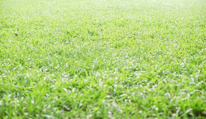 В калужском сквере Волкова появятся «зелёная зона», беговая и велодорожки