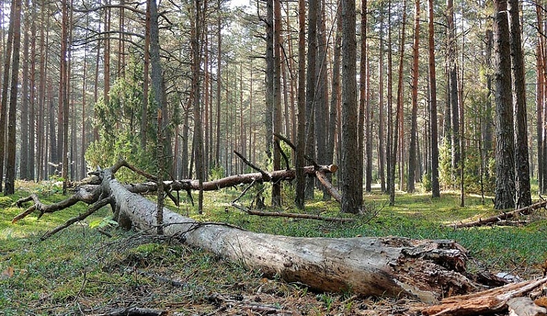 Калужанам напомнили о правилах сбора валежника