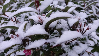 Январь в Калуге стал уникальным по сочетанию погодных аномалий