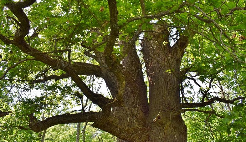 Свидетель старины глубокой 
