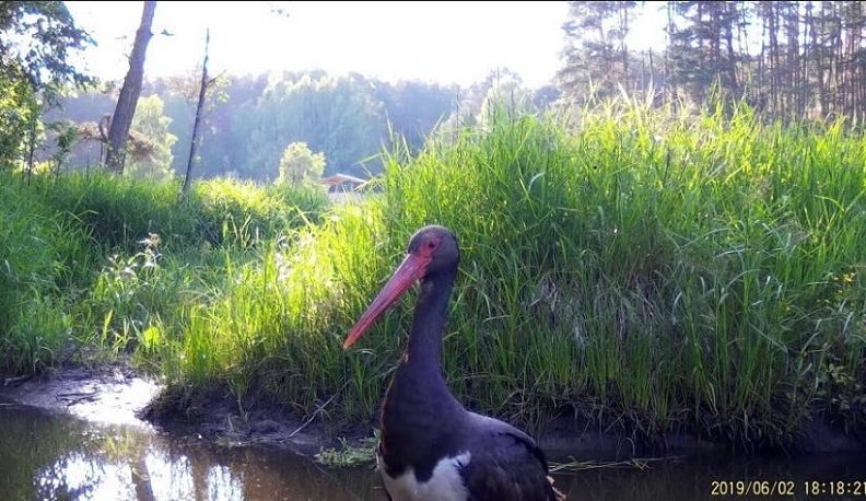 В «Калужских засеках» на камеру фотоловушки попалась редкая птица 