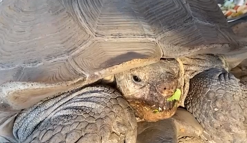 В калужском экопарке семья шпороносных черепах ждет пополнение