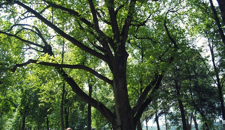 В Калуге у старейшего дуба обнаружили опасную инфекцию